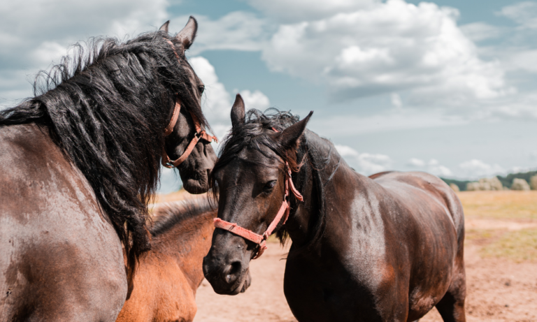 Ciekawostki o koniach – fakty, które Cię zaskoczą!